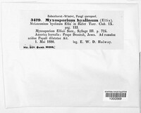 Discosporium hyalinum image